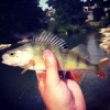 #peche #perche #shimano #daiwa #ultralergers #0.5 #5 #spinning #fish #streefishing #combat #carnassier #belle #frenchtouchfishing
